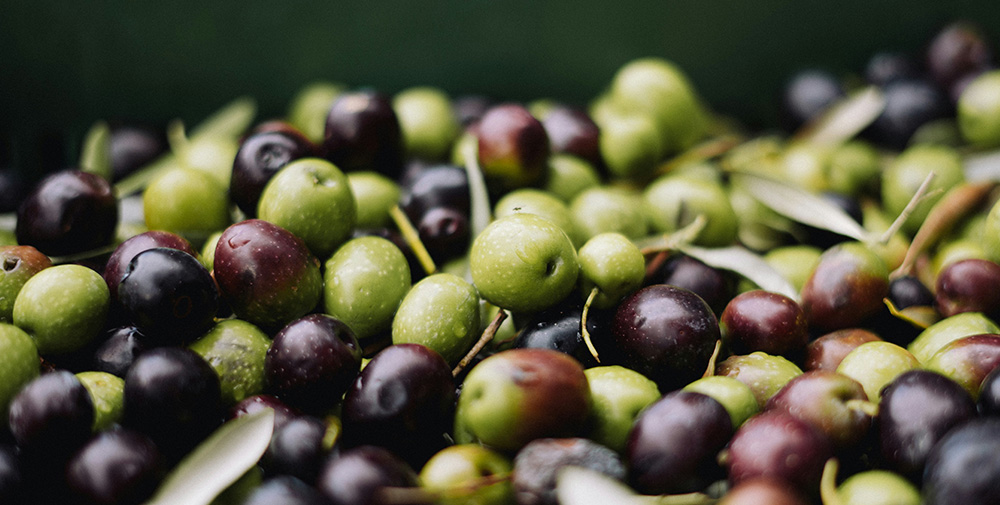 Harvested Olives in New Zealand